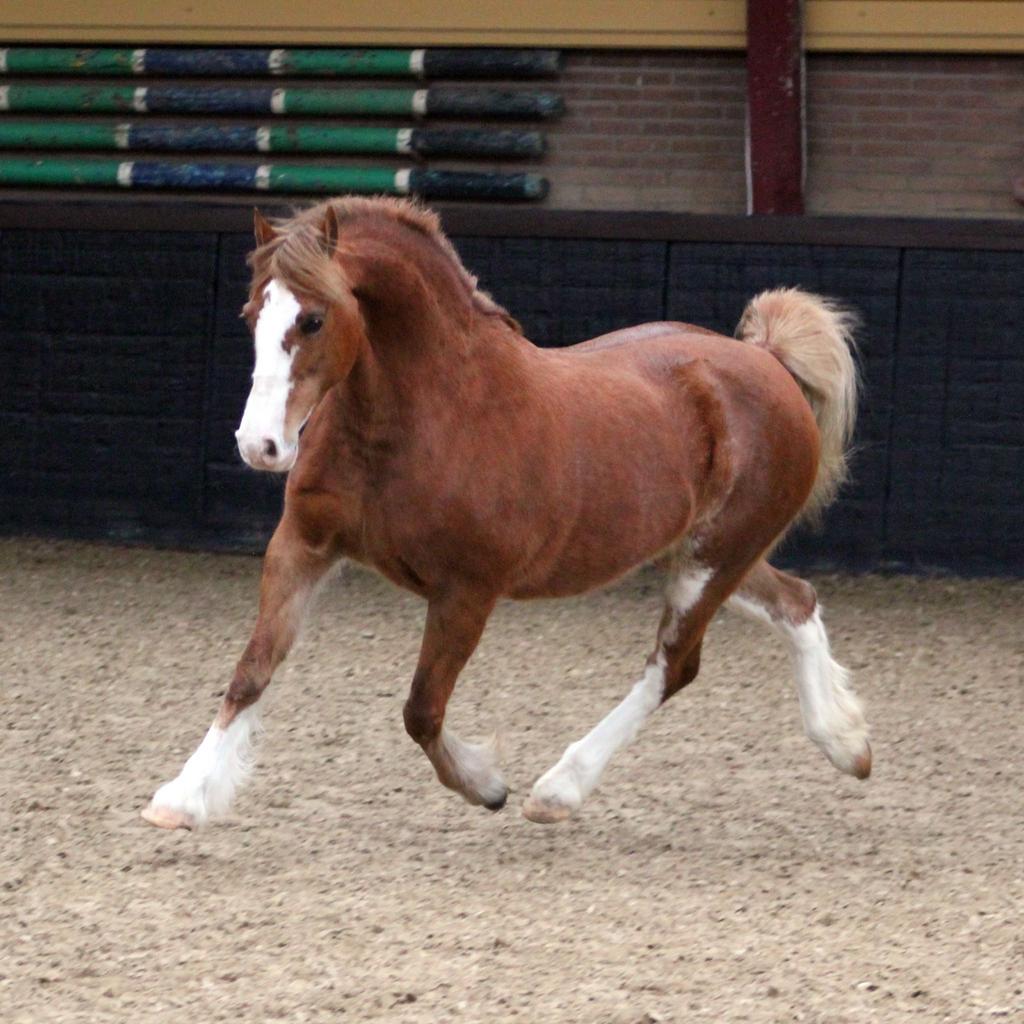 Welsh c merrie, Dieren en Toebehoren, Pony's, Merrie, Onbeleerd, C pony (1.27m tot 1.37m), 7 tot 10 jaar, Met stamboom, Gechipt