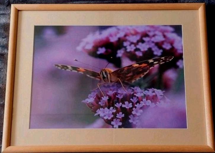 Distelvlinder (foto) ... in Barth wissellijst van 40x50 cm.., Antiek en Kunst, Kunst | Tekeningen en Foto's, Ophalen of Verzenden