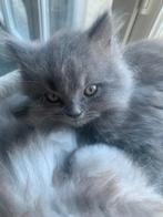 Zeer mooie Britse Langhaar kittens!, Dieren en Toebehoren, Katten en Kittens | Raskatten | Langhaar, Meerdere dieren, Ontwormd