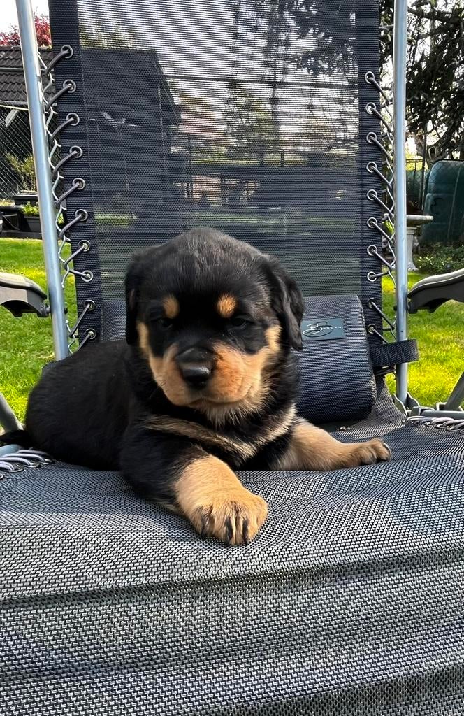 Te koop rottweiler pups apart mooi,met stamboom, Parvo, 8 tot 15 weken, Meerdere, Meerdere dieren