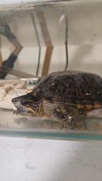 Schildpad, Dieren en Toebehoren, Reptielen en Amfibieën, Schildpad