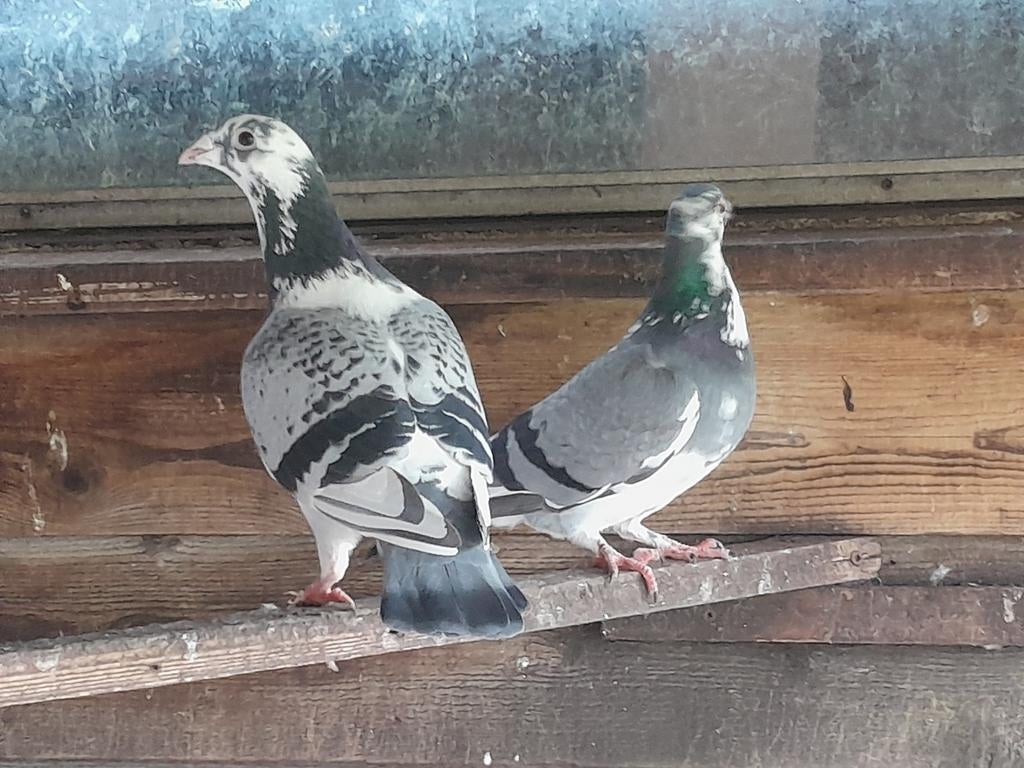 Prachtig koppel bonte postduiven, Dieren en Toebehoren, Vogels | Duiven, Meerdere dieren, Postduif