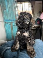 Huiskamernest cockapoo puppy’s zwart/merle/golden/blond, Overige rassen, 8 tot 15 weken, Parvo, Meerdere