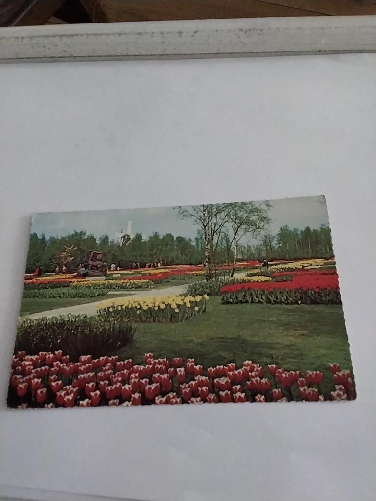 KEUKENHOF  LISSE. 1958, Ophalen of Verzenden, 1940 tot 1960, Zuid-Holland