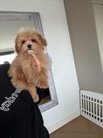 Prachtige Maltipoo F1 pup ( Maltezer / Asian Toy Poedel ), Dieren en Toebehoren, Particulier, Overige rassen, 8 tot 15 weken, Buitenland