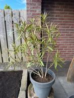 Oleander, Tuin en Terras, Planten | Tuinplanten, Ophalen, Overige soorten, Volle zon