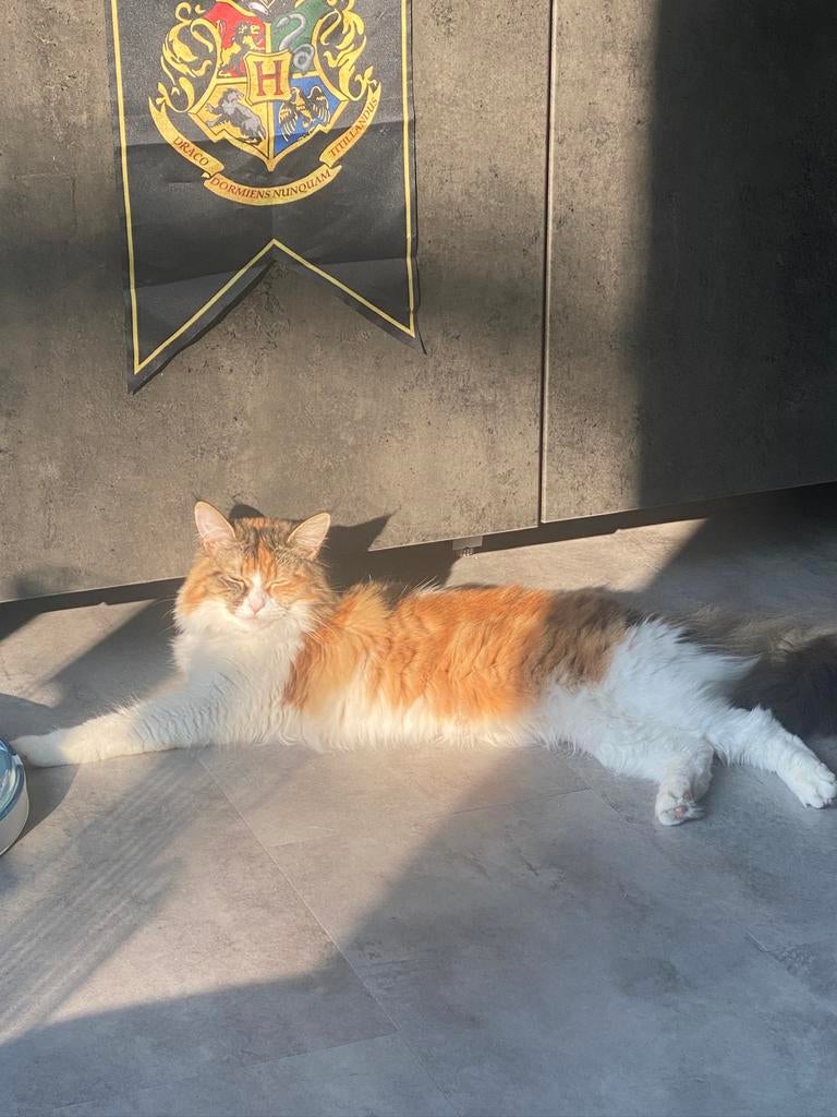 Lieve nova, noorse boskat x maine coon zoekt een nieuw thuis, Dieren en Toebehoren, Katten en Kittens | Raskatten | Langhaar, Poes