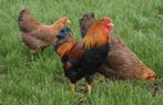 Te koop 1 haan met 2 hennen wyandotte kriel meerzomig patrij, Dieren en Toebehoren, Pluimvee, Meerdere dieren, Kip