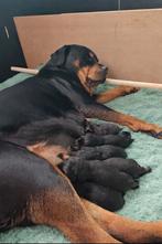 Rottweiler puppys, Parvo, België, Particulier, Reu