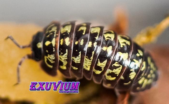 Armadillidium versicolor Slovenia isopods / pissebedden, Dieren en Toebehoren, Insecten en Spinnen, Overige soorten