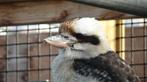 Kookaburra | Deskundig advies I Australische ijsvogel, Meerdere dieren, Overige soorten