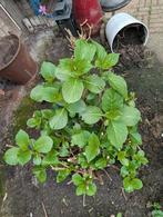 Twee flinke, meerjarige Hortensia's met roze bloei, Tuin en Terras, Vaste plant, Halfschaduw, Zomer, Ophalen