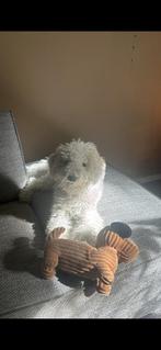 Mini Labradoodle teefje, 1 tot 2 jaar, Teef, Parvo, Eén hond