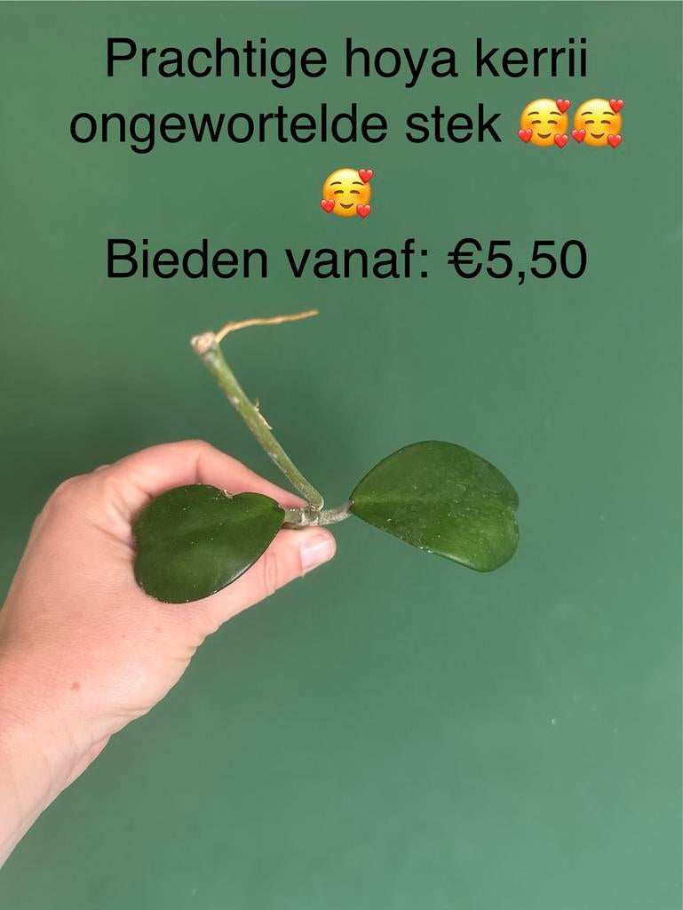 Hoya kerrii ongewortelde stek, Huis en Inrichting, Kamerplanten, Ophalen of Verzenden