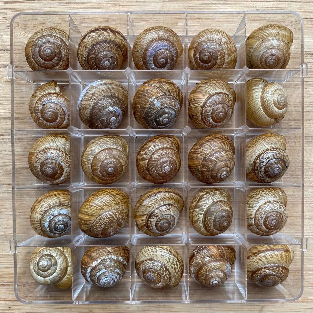Set van 25 heesterslakken in verzameldoos, Verzamelen, Mineralen en Fossielen, Ophalen of Verzenden