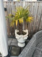 Palmbomen met pot, Volle zon, Vaste plant, Bloeit niet, Ophalen