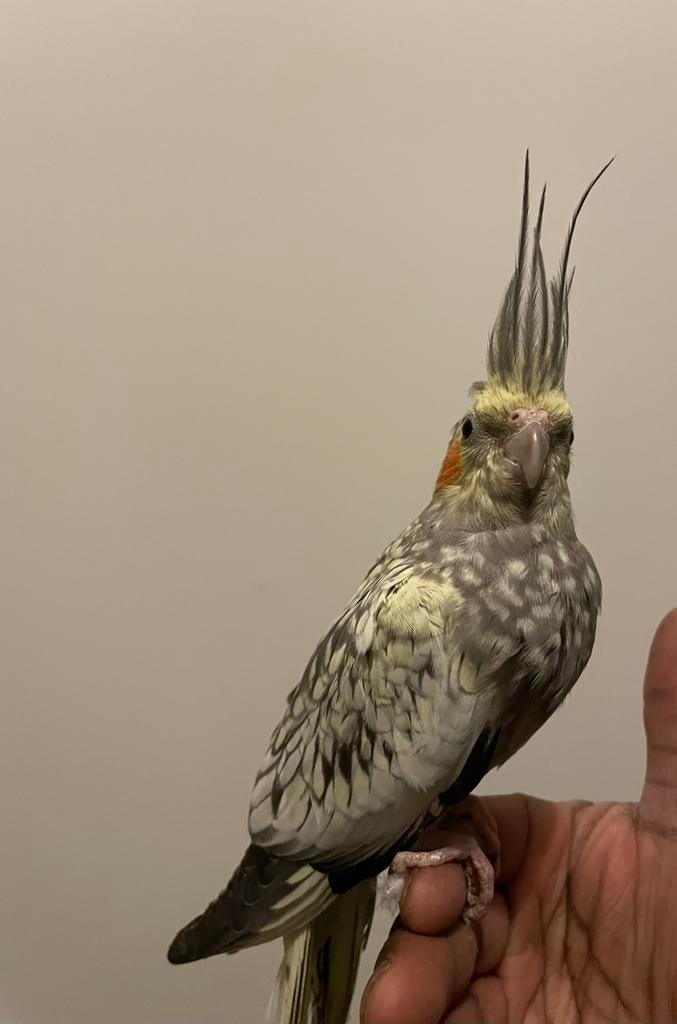 Leuk tamme jonge valkparkiet. Lief dier! (Evt met kooi), Dieren en Toebehoren, Mannelijk, Parkiet