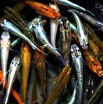 Medaka - Japanse Rijstvis - Mix bijzondere kleuren, Vis