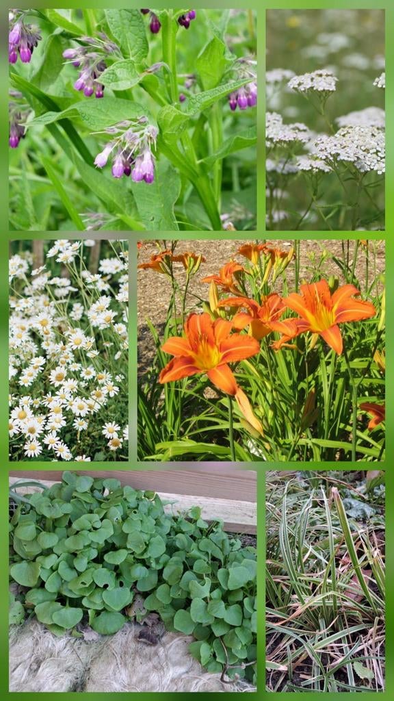 Tuinplanten bloemen kruiden, Ophalen, Volle zon