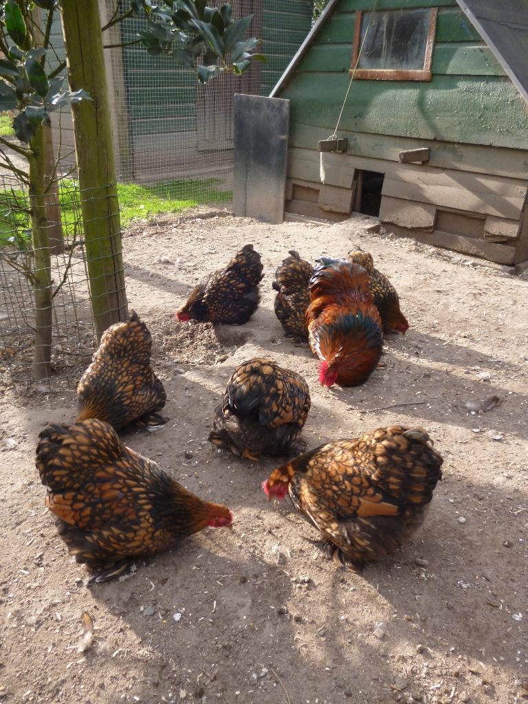 Cochin kriel goud zwartgezoomd broedeieren, Geslacht onbekend, Kip