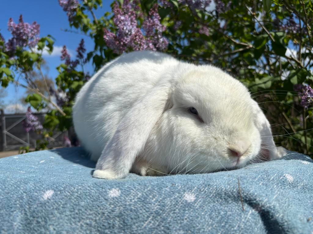 Super lieve Franse Hangoor Ram * Mellow *, Mannelijk, Groot, Hangoor