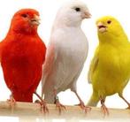 zingende kleurkanaries, Dieren en Toebehoren, Meerdere dieren, Zangkanarie