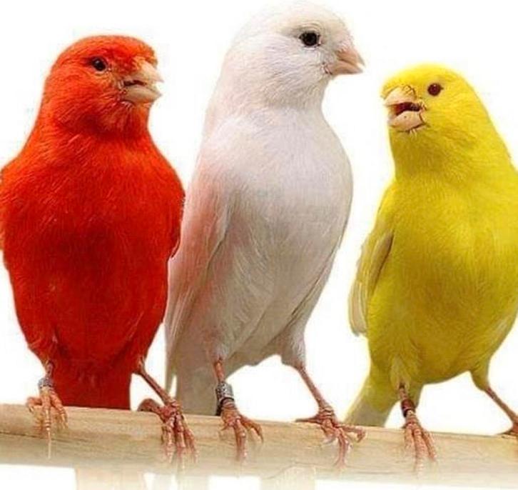 zingende kleurkanaries, Dieren en Toebehoren, Vogels | Kanaries, Zangkanarie, Meerdere dieren