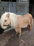 Te koop pony’s, Dieren en Toebehoren, Hengst