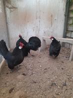 Java krielen te koop, Dieren en Toebehoren, Pluimvee, Vrouwelijk, Kip