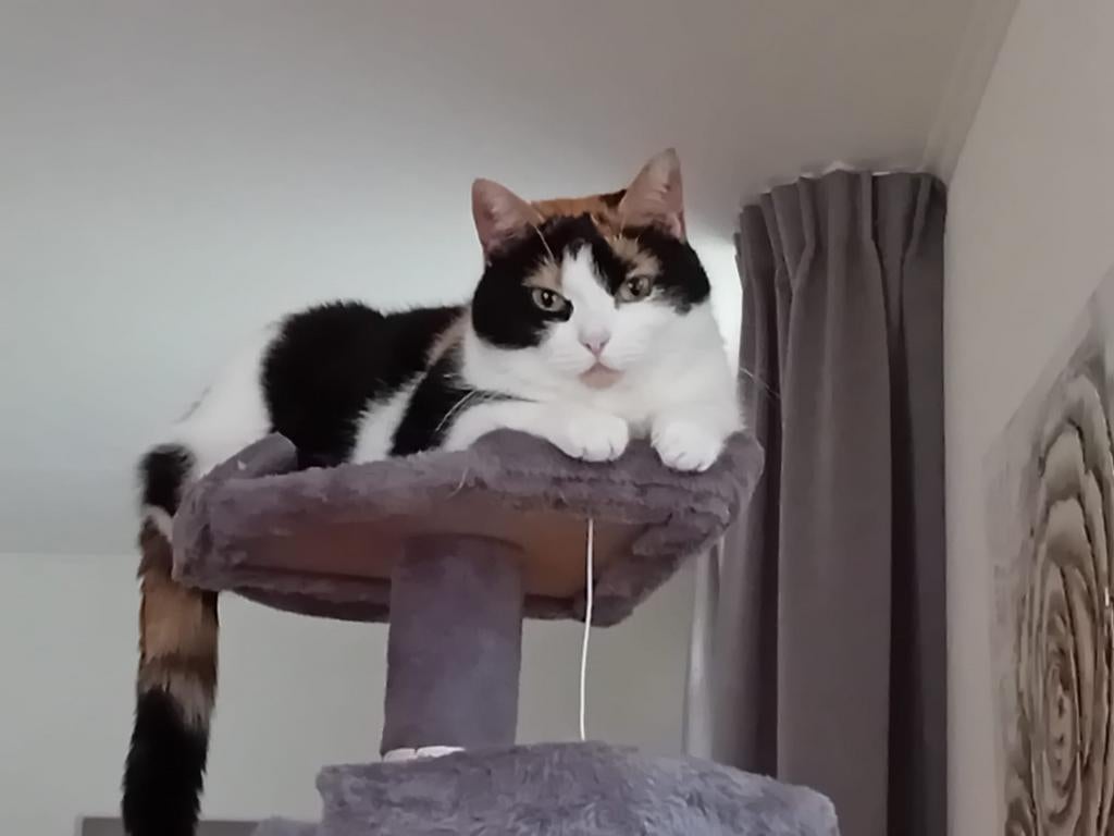 Poes gesteriliseerd, Dieren en Toebehoren, Poes