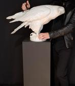 Grote antieke porseleinen adelaar, Ophalen