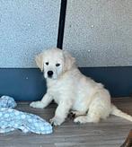Golden retriever pups, Golden retriever, Parvo, Reu, 8 tot 15 weken