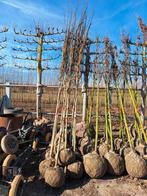 Plataan 🍀 Platanus x hispanica 🍀, Ophalen, Volle zon, Overige soorten