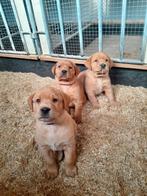2 reu labrador redfox pups van 9 weken oud, Reu, 8 tot 15 weken, Meerdere, Nederland
