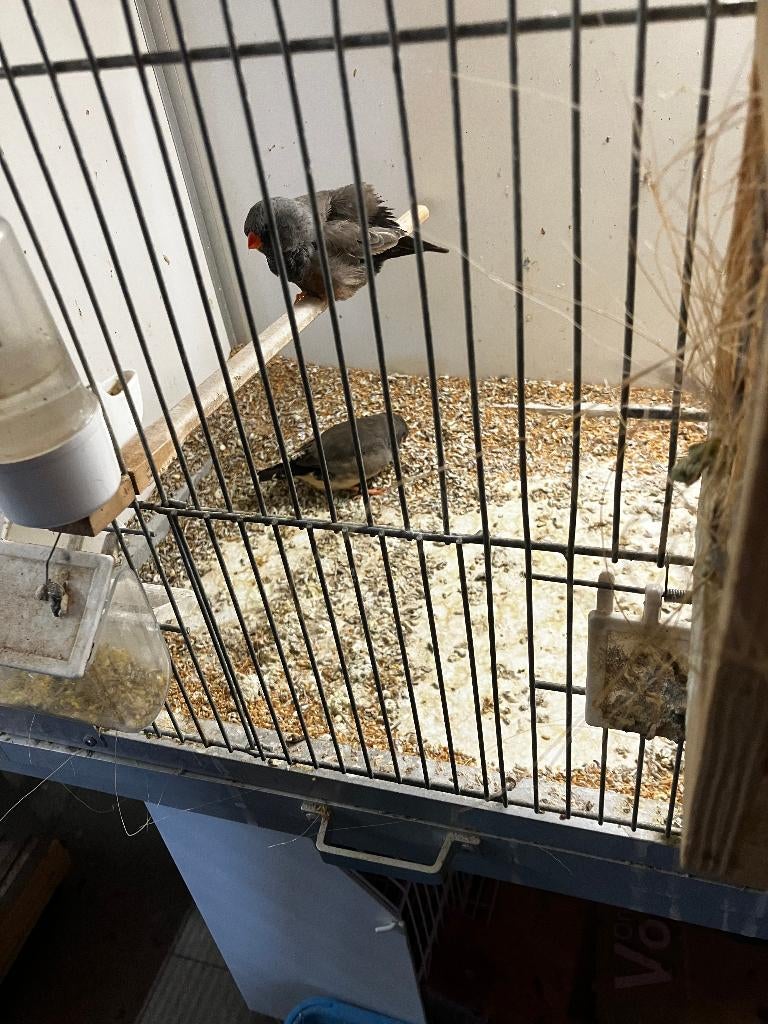 zebravinken charcoal, Ophalen, Nieuw, Overige typen