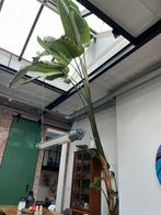 Zeer grote kamerplant Strelitzia Nicolai (5m), Huis en Inrichting, Kamerplanten, Ophalen, 200 cm of meer, Overige soorten, Halfschaduw