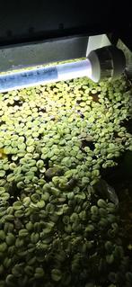 Salvinia Drijfplant, Ophalen, Nieuw, Plant(en), Steen of Hout