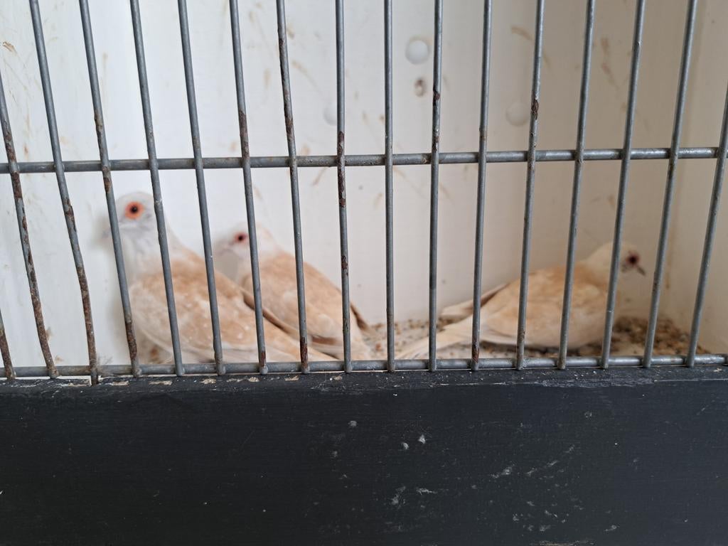 Diamantduivinnen topaas bruin, Dieren en Toebehoren, Vogels | Overige Vogels, Meerdere dieren, Tropenvogel, Geringd