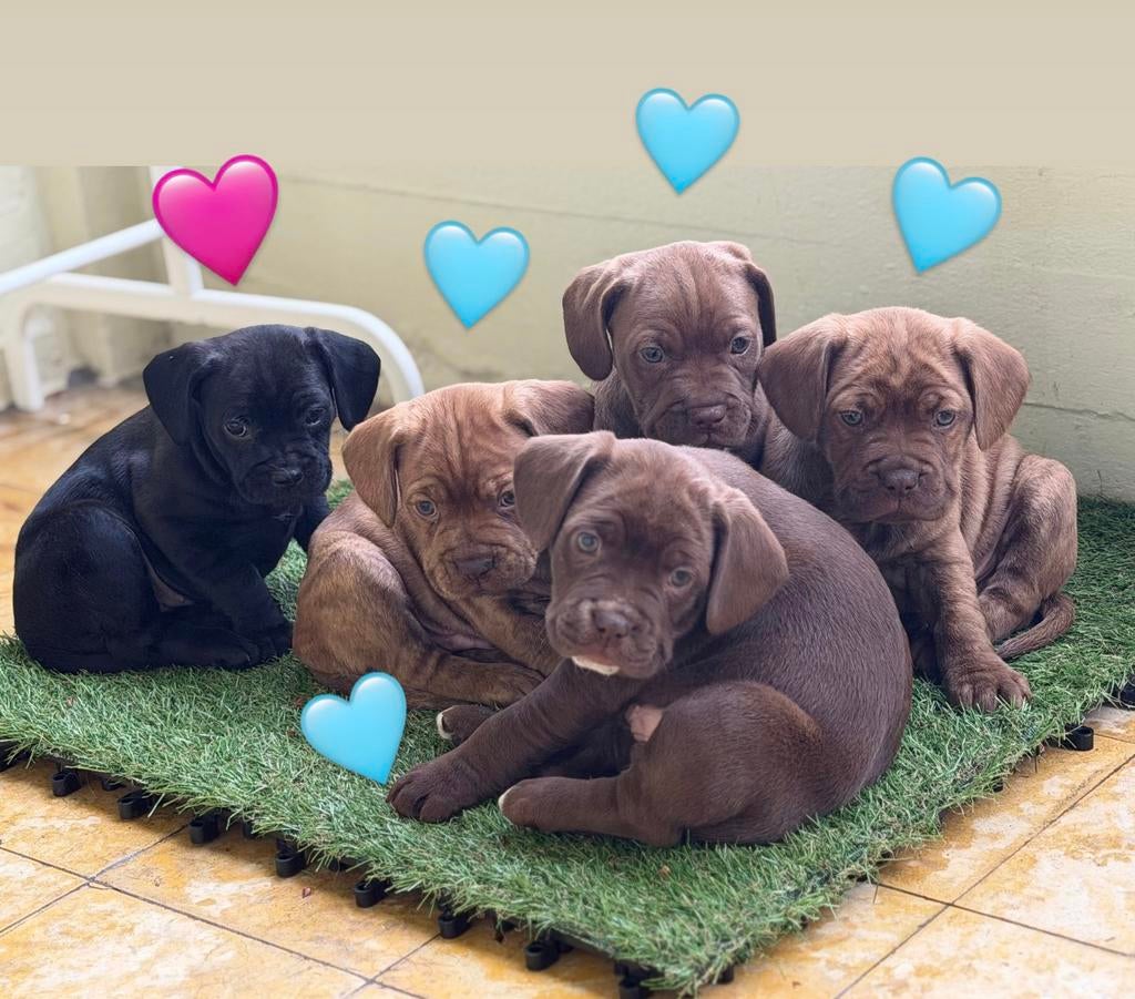 Schattige Franse Bulldog x Cocker Spaniel pups te koop, België, Particulier, 8 tot 15 weken, Parvo