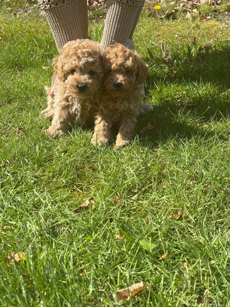 Toy poedel puppys, Dieren en Toebehoren, Poedel, Parvo, Reu, 8 tot 15 weken