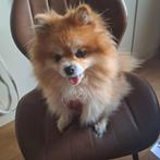 Lieve betrouwbare hondenoppas gezocht!