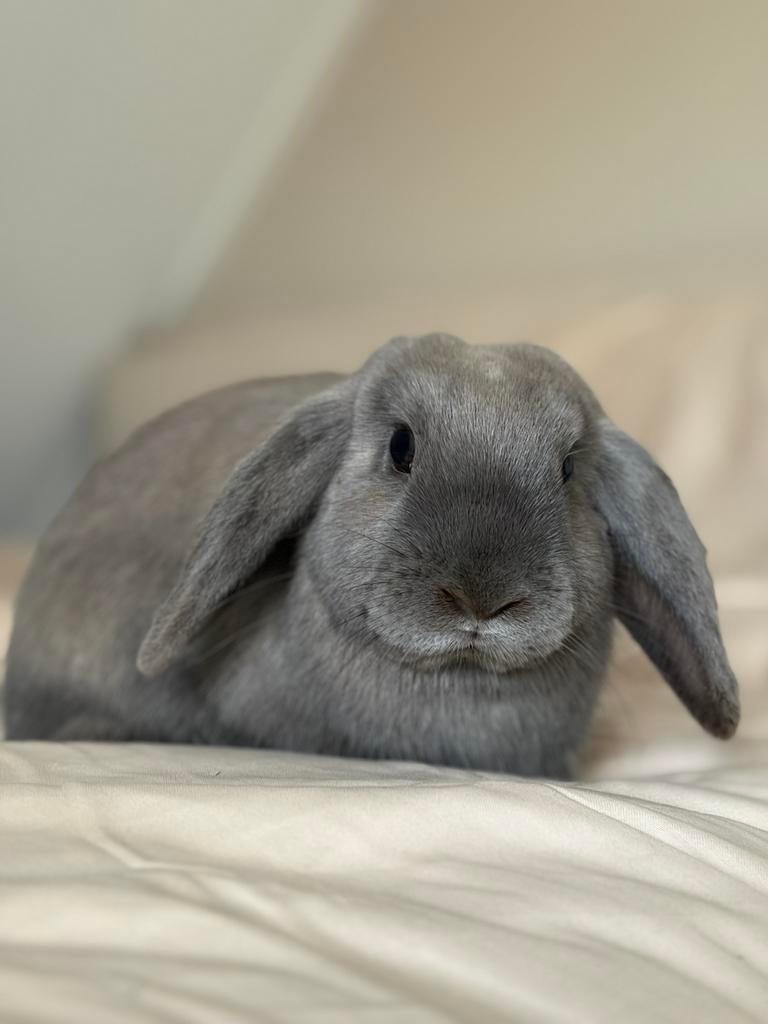Liefdevol huis gezocht voor 2 konijntjes (koppel), Meerdere dieren, Klein, Hangoor, 0 tot 2 jaar