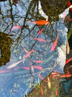 Goudvissen, Dieren en Toebehoren, Vissen | Vijvervissen, Goudvis(sen)