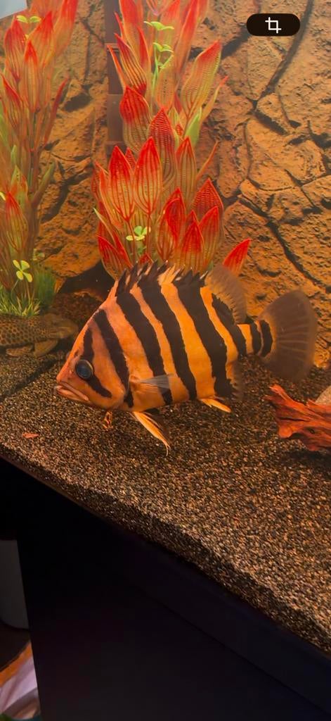 Datnioides microlepis (Indonesische Tijgerbaars), Vis