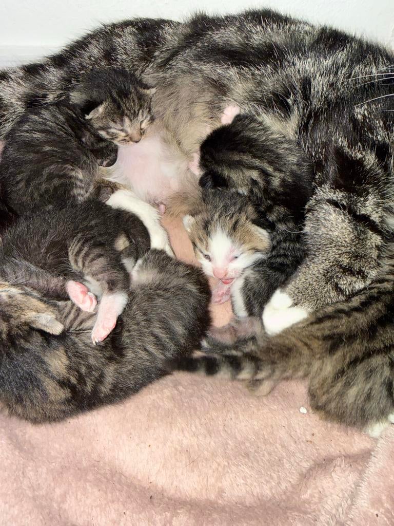 Cyperse kittens, Dieren en Toebehoren, Katten en Kittens | Overige Katten, Meerdere dieren