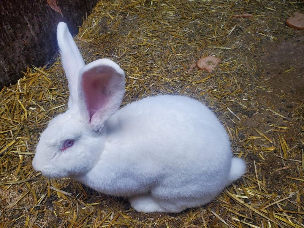 Te koop 2 vlaamse reus, Dieren en Toebehoren, Konijnen, Mannelijk, Groot