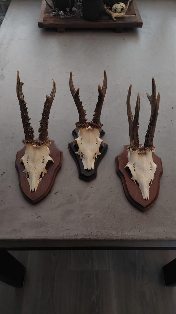 Drie mooie herten schedels + gewei + kaak stukjes, Huis en Inrichting, Ophalen