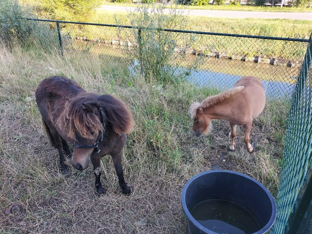 2 lieve mini paardjes merrie 75/85cm, Dieren en Toebehoren, Pony's, Merrie, Met stamboom, Niet van toepassing, 0 tot 2 jaar