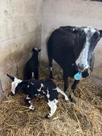 Ooi met twee lammeren, ooi en ram, scrapie en zwoegervrij, Dieren en Toebehoren, Meerdere dieren, Schaap
