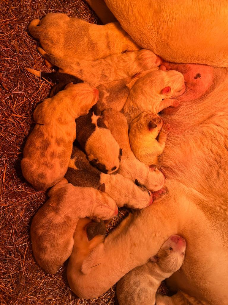 Alabai / Central Asia Ovsharka, Particulier, 8 tot 15 weken, Buitenland, Parvo